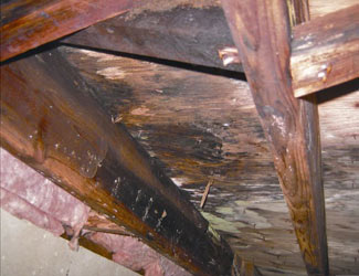 mold and rot in a Fort Worth crawl space