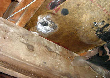 home mold removal in Carrollton