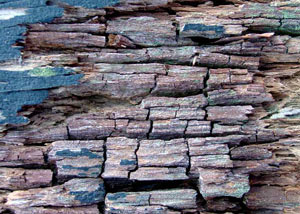 Dry rot damaging wood in North Richland Hills