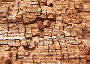 Wood severely damaged by dry rot damage in Weatherford