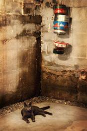 a cat laying in a wet, leaky basement in Fort Worth, TX